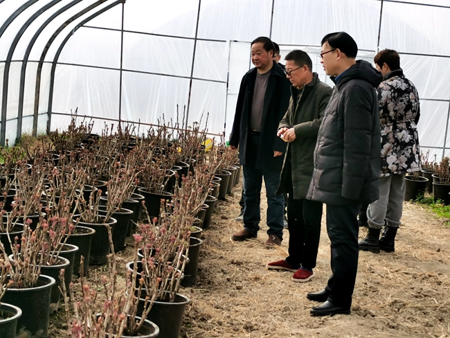 牡丹大棚种植基地_650.jpg
